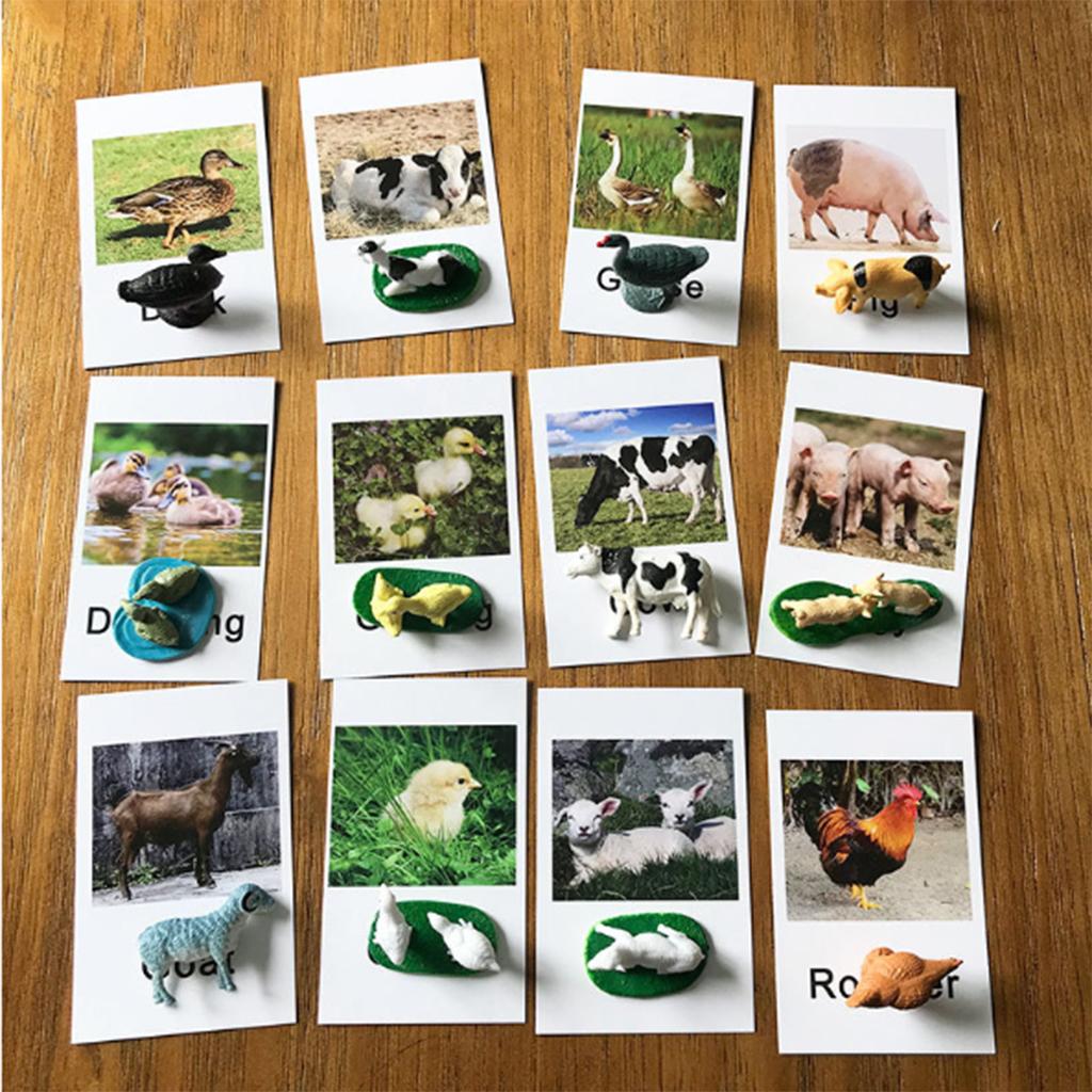 Animal Model Card Set Montesso - Kids Toys In Store incelemesi ve fiyatı