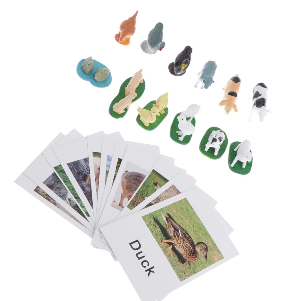Animal Model Card Set Montesso - Kids Toys In Store incelemesi ve fiyatı