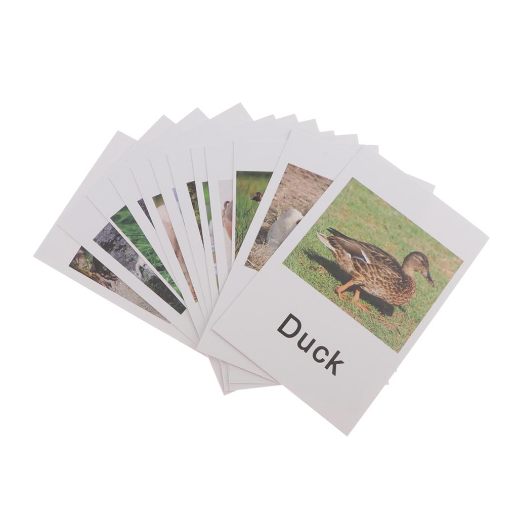 Animal Model Card Set Montesso - Kids Toys In Store incelemesi ve fiyatı